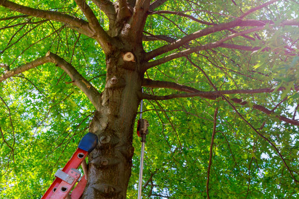 Emergency Storm Tree Removal in Von Ormy, TX